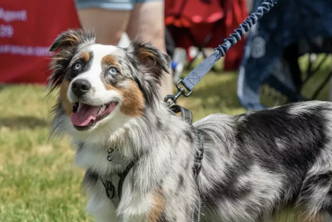 Woofstock Returns to Mohawk Harbor